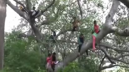 श्रीलंका में गजब की मुसीबत, बच्चों को पेड़ पर चढ़कर करनी पड़ रही पढ़ाई, वजह जानकर चौंक जाएंगे
