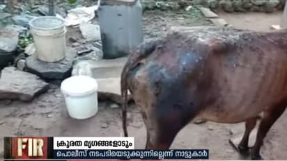 കന്നുകാലികൾക്ക് നേരെ ആസിഡ് ആക്രമണം നടത്തി സാമൂഹ്യവിരുദ്ധരുടെ ക്രൂരത