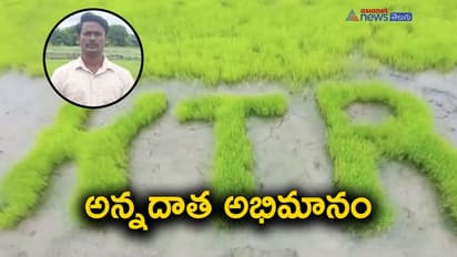 తన పేరుతో వరి పైరు... యువ రైతుకు కేటీఆర్ కృతజ్ఞతలు