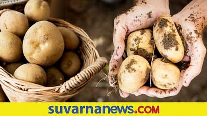 ರೋಗ ರಹಿತ ಬಿತ್ತನೆ ಆಲೂಗಡ್ಡೆ ಉತ್ಪಾದನೆ : ಮೊದಲ ಬಾರಿ ವಿನೂತನ ತಾಂತ್ರಿಕತೆ