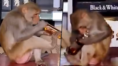 Monkey sits in liquor shop and sips alcohol; watch viral video