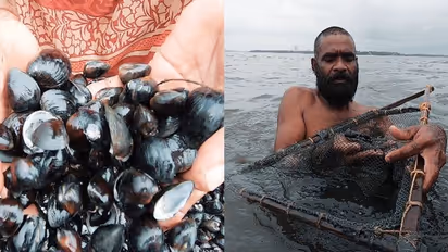 അതിജീവനത്തിന്റെ പെടാപ്പാടിൽ കക്കകളും, അത് വാരി ജീവിക്കുന്നവരും!