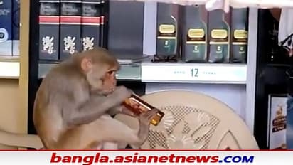 দোকানে ঢুকে বোতল খুলে আরাম করে মদ খেল বাঁদর, ভাইরাল ভিডিও