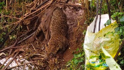 കമ്പിവേലിയില്‍ കുടുങ്ങിയ നിലയില്‍ കണ്ടെത്തിയ പുള്ളിപ്പുലി ചത്തു