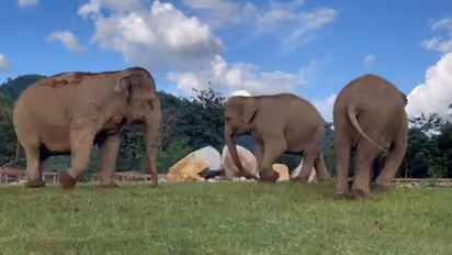 Elephant supervise blind tusker towards its food, watch adorable video