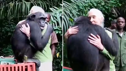 Chimpanzee embraces primatologist Jane Goodall after being rescued; watch heartwarming video