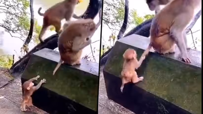 Baby monkey uses his intelligence to climb the wall; Adorable video goes viral