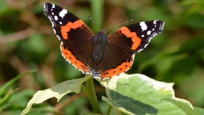 15 മിനിറ്റ് മുറ്റത്തിറങ്ങി നിന്ന് ചിത്രശലഭങ്ങളെ നോക്കൂ, ജനങ്ങളോട് അഭ്യര്ത്ഥിച്ച് യുകെ -യിലെ സംഘടന
