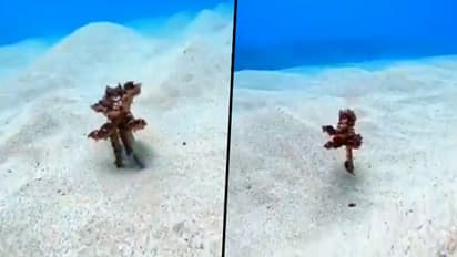 Octopus walks underwater using two tentacles; watch mesmerising video