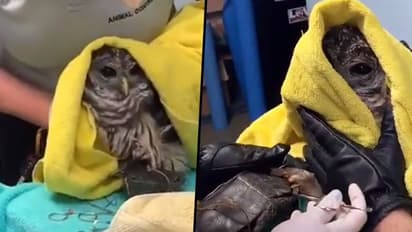 Rescue team frees owl and turtle stuck together in Virginia; Watch Video