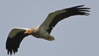 Bengaluru| ಬನ್ನೇರುಘಟ್ಟದಲ್ಲಿ ರಣಹದ್ದು ಸಂತಾನೋತ್ಪತ್ತಿ ಕೇಂದ್ರ