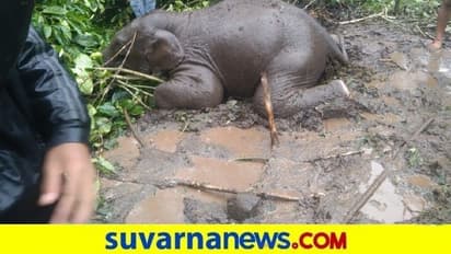 ಸೋಲಾರ್ ವಿದ್ಯುತ್ ಸ್ಪರ್ಷಿಸಿ ಕಾಡಾನೆ ಮರಿ ಸಾವು