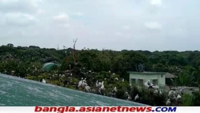 লকডাউনে নেই পর্যটক,  রায়গঞ্জের পক্ষীনিবাসে গান ধরেছে ১৬৪ প্রজাতির পরিযায়ী পাখিরা