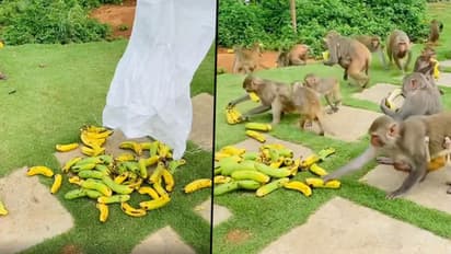 It's party time: Man throws banana treats for monkeys (Video)