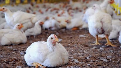 'കോഴിയിറച്ചിക്ക് കോഴി കേട്ടാൽ ഞെട്ടും വില'; ഇഷ്ടവിഭവങ്ങൾ അടുക്കളയ്ക്ക് പുറത്ത്, നട്ടംതിരിഞ്ഞ് ഹോട്ടലുടമകൾ