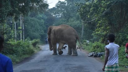 Bandipur: ಅರಣ್ಯ ಸಿಬ್ಬಂದಿ ಜೀಪಿನ ಮೇಲೆ ಕಾಡಾನೆ ದಾಳಿ, ನಾಲ್ವರು ಪಾರು
