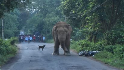 മനുഷ്യ-വന്യജീവി സംഘര്‍ഷം: അന്തര്‍ സംസ്ഥാന പദ്ധതികള്‍ തയ്യാറാക്കാന്‍ മന്ത്രിതല യോഗത്തില്‍ തീരുമാനം