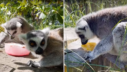 Lemurs enjoying icy treats to beat the heat will make your day; watch the video