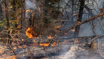 രാജ്യം കണ്ട ഏറ്റവും വലിയ കാട്ടുതീ, യുഎസ്സിൽ കത്തിനശിച്ചത് മൂന്നുലക്ഷം ഏക്കർ
