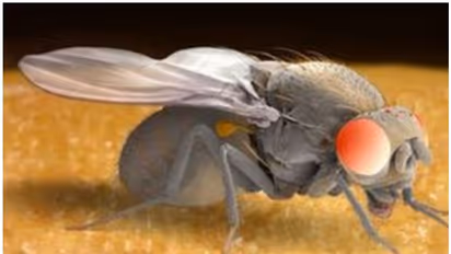 'സെക്സിനായി ശ്രമിക്കും, നടന്നില്ലെങ്കിൽ അടിച്ചു പൂസാവും'; ഈച്ചകളുടെ വിചിത്രമായ പ്രേമാന്വേഷണ പരീക്ഷണങ്ങൾ ഇങ്ങനെ