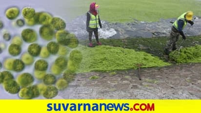 ಚೀನಾದಲ್ಲಿ ಹಬ್ಬುತ್ತಿದೆ ಅಪಾಯಕಾರಿಯಾಗಿ ಪಾಚಿ ಇನ್ಫೆಕ್ಷನ್..!