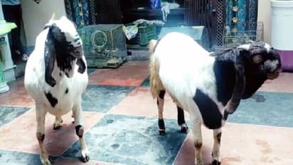 इस ईद पर सबसे खास है बकरों का यह जोड़ा, ड्राई फ्रूट्स खाते और AC में रहते..कीमत उड़ा देगी होश