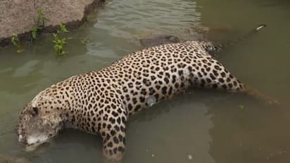 ఒంటిపై చిన్న గాయం కూడా లేదే, ఎలా చనిపోయింది.. చిరుత మరణంపై వీడని మిస్టరీ