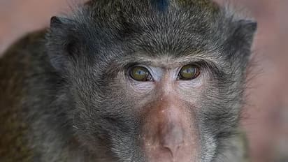 ಕೋತಿ ಹಿಡಿದುಕೊಟ್ಟವರಿಗೆ 21,000 ರೂ ಬಹುಮಾನ, ಮೋಸ್ಟ್ ವಾಂಟೆಡ್ ಮಂಕಿ ಕೊನೆಗೂ ಸೆರೆ!