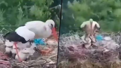 Bird protects its babies from rain; watch viral video