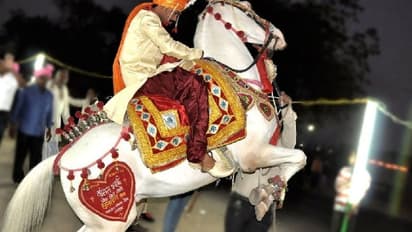 दुल्हन के घर के सामने से दूल्हे को लेकर भागी घोड़ी, बाराती कार-बाइक लेकर 4 किलोमीटर तक पीछे भागे