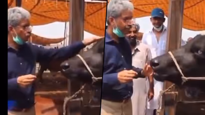 Pakistani reporter interviews buffalo on Eid; check cattle's hilarious reply
