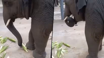 Elephant enjoys maize in monsoon season, watch heartwarming video