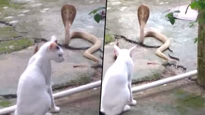 Brave cat stands guard against cobra to protect the family; watch video