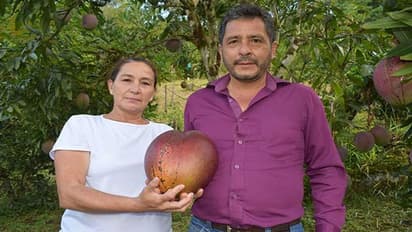 National Mango Day: ऐसा-वैसा नहीं, ये है दुनिया का सबसे बड़ा आम, गिनीज वर्ल्ड रिकॉर्ड्स में दर्ज है नाम