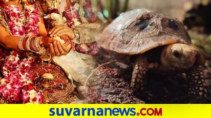 21 ಆಮೆ, ಲ್ಯಾಬ್ರಡಾರ್ ವರದಕ್ಷಿಣೆ ಕೇಳಿದ ವರ..!