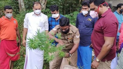 ആദിക്കാട്ടുകുളങ്ങര മേട്ടുംപുറം കനാൽ ഭാഗത്ത് കഞ്ചാവ് ചെടികൾ കണ്ടെത്തി