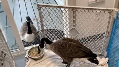 చైనాలో సెలబ్రిటీ గూస్ని తన్ని, చంపిన టూరిస్ట్.. నెటిజన్ల ఫైర్..