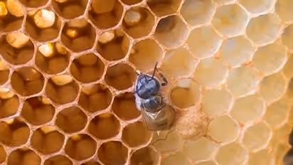 Watch: Brood (baby bee) taking its first step is a must watch