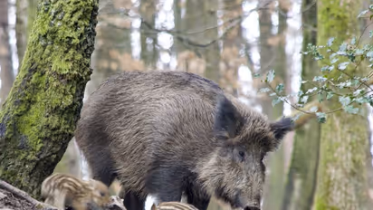 കാട്ടുപന്നികളെ വേട്ടയാടാന് കര്ഷകര്ക്ക് അനുമതി നല്കണമെന്ന് ഹൈക്കോടതി