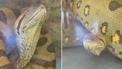 Watch: Giant anaconda enjoys being underwater; viral video garners around 2 million views