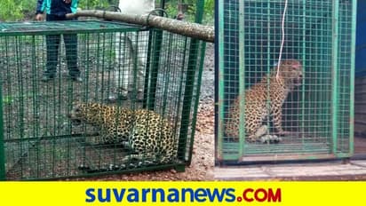 ಉಡುಪಿ;  ವರ್ಷದಿಂದ ಕಾಟ ಕೊಡ್ತಿದ್ದ ಚಿರತೆ ಕೊನೆಗೂ ಬೋನಿಗೆ ಬಿತ್ತು