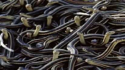 एक घर से निकला सांपों का जखीरा, 40 कोबरा और 100 अंडे, बच्चे तक को नहीं काटा..'जानिए क्या रहा चमत्कार'