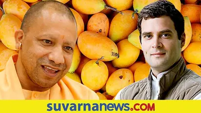 ಉತ್ತರ ಪ್ರದೇಶದ ಮಾವು ಇಷ್ಟ ಇಲ್ಲ ಎಂದ ರಾಹುಲ್: ಯೋಗಿ ಕೊಟ್ಟ ಉತ್ತರ ಇದು