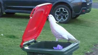 ഇതൊക്കെ സിമ്പിളല്ലേ? കൃത്യമായി ബിൻ തുറന്ന് ഭക്ഷണം തിരയുന്ന കോക്കറ്റൂ, വീഡിയോ