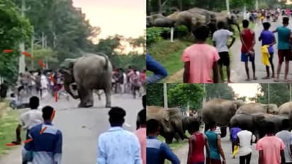 അസമില് ദേശീയപാതയ്ക്ക് സമീപം യുവാവിനെ ചവിട്ടിയരച്ച് കാട്ടാന