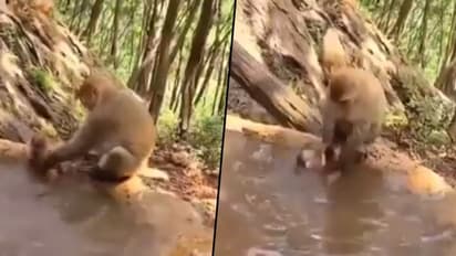 Mother monkey bathes its kid; adorable video will make your day