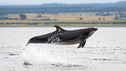 Russia-Ukraine War: ರಷ್ಯಾದ ನೌಕೆಗಳಿಗೆ ಡಾಲ್ಫಿನ್‌ ರಕ್ಷಣೆ!