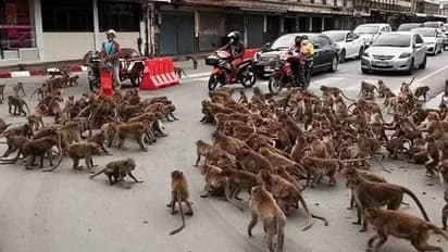 രണ്ടു സംഘങ്ങളായി തിരിഞ്ഞ് റോഡിൽ കുരങ്ങുകളുടെ ​കൂട്ടത്തല്ല്, ഞെട്ടിവിറച്ച് ജനങ്ങൾ