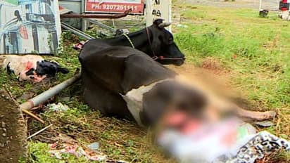 പ്രസവശേഷം പൊള്ളാച്ചിയിൽ നിന്നും കൊണ്ടു വന്ന പശു വഴിമധ്യേ ചത്തു