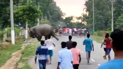 Angry Elephant crushes man after getting teased by a group of people, watch spine-chilling video